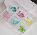 CHARMS stelle marine 01
